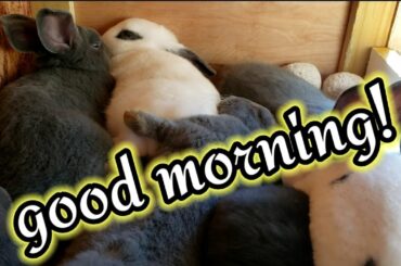 Good morning bunnies ||cute and adorable baby bunnies||