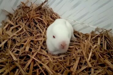 The Cutest Baby Bunny | Braitu Vlogs