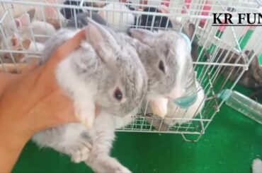 cute rabbit videos activity farming