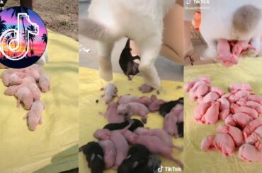 Cute Rabbit in TikTok