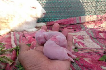 Meet my New born baby । Cute litte bunnies only one day odl
