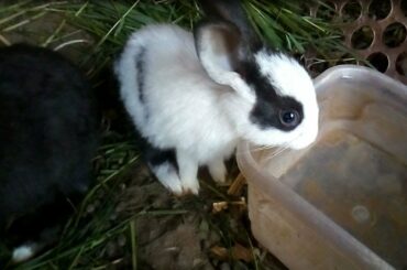 Cute Rabbits || Funny Baby Rabbit || Cute bunnies || Cute Funny Bunny Rabbits Video