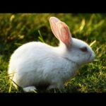 🐇Funny and cute baby rabbit.Fascinating bunny.Biggest rabbit in the world.Life On Earth.