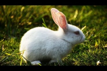 🐇Funny and cute baby rabbit.Fascinating bunny.Biggest rabbit in the world.Life On Earth.