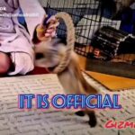 Rabbit Tricks Gizmo The Baby Lionhead 🎶 Will Rock You Trainers Cut #2 text larger - audio by TikTok