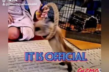 Rabbit Tricks Gizmo The Baby Lionhead 🎶 Will Rock You Trainers Cut #2 text larger - audio by TikTok