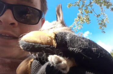 I Found little baby bunnies in my yard