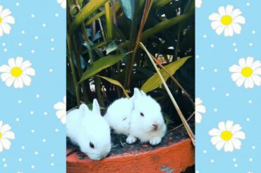 Cute rabbit's video
