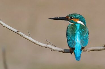kingfisher bird