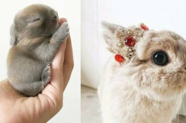 pets magicos | #4 Funny Baby Bunny Rabbit Videos Compilation - Cute Rabbits