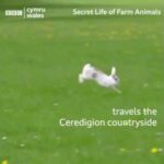 This rabbit thinks he's a sheep | Animals lover