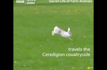 This rabbit thinks he's a sheep | Animals lover