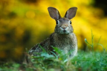 Funny Baby Bunny Rabbit Videos #2 - Cute Rabbits Compilation 2020