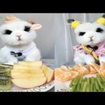 Rabbit Eating ASMR, Cute Rabbit ASMR, 토끼 먹는 ASMR, Part 6