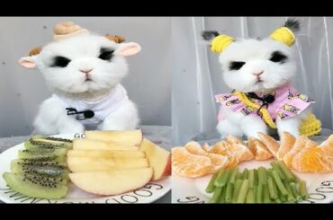 Rabbit Eating ASMR, Cute Rabbit ASMR, 토끼 먹는 ASMR, Part 6