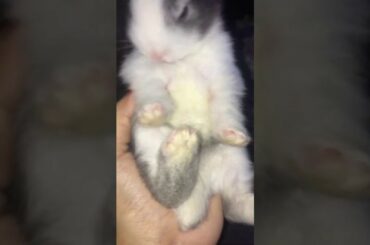 Level of cuteness baby rabbit