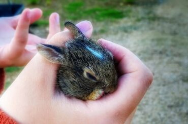 Saving a baby bunny from a snake!😱