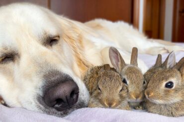 Golden Retriever and Baby Bunnies Sleep Together [Cuteness Overload]