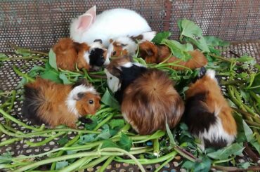 Cute Baby Rabbits Eating Vegetables - Funny Baby Bunny Rabbit Videos Compilation - Cute Rabbits