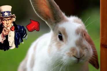 Top 6 Funny Bunny Pet Compilation