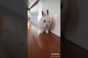 Cute bunny !!!!!!