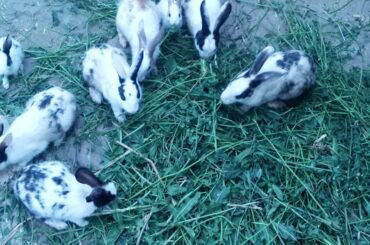 My cute Rabbits in my home