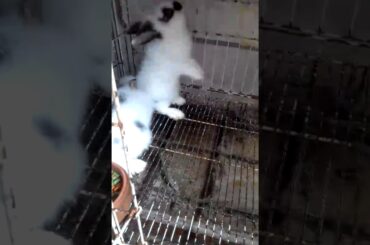 cute bunny the little