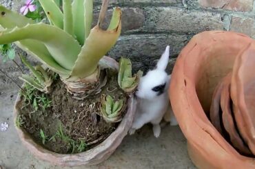 Cute lovely family of Rabbit and Baby bunnies