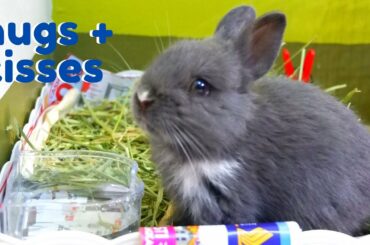 A day in a life with a Baby (Netherland) Bunny