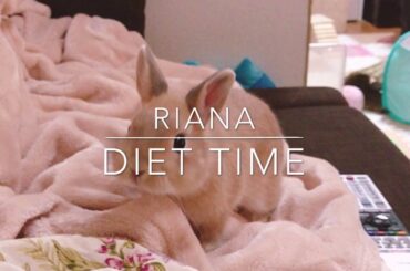 Cute Bunny Diet Time