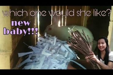 New Baby Rabbit | New Kits