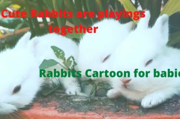 Funny Rabbit videos-cute Rabbit playing