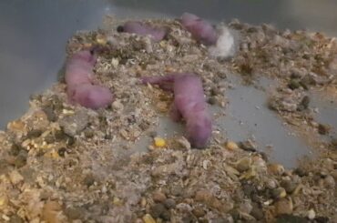 Adorable newborn Dwarf Rabbit babies