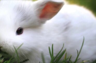 4 Cute Bunny’s That Will Make You Cry