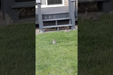 2 baby bunnies in my yard tonight they are so cute