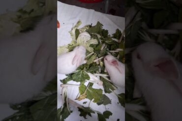 Mukbang challenge accepted by cute rabbits