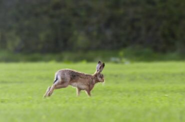wild rabbit in the backyard