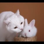 Cute Cat and Rabbit Funny Videos