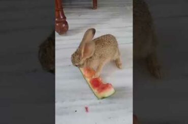 Meet the cutest member of my family (BUNNY) 🐰🐇