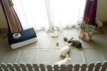 Baby rabbits play together / cute bunnies
