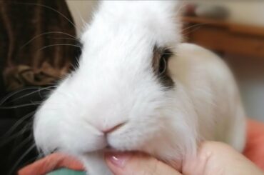 Conejito Gracioso Feliz, dando Besitos, Cute and Funny Bunny Kisses. 🐰😘