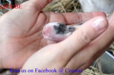 Baby Rabbits May 2020 Only 3 Days Old And  Already have color!!