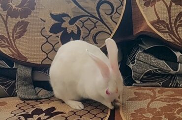 Cute Bunny Sparkle Cleaning  Her Face | My Pet Bunny Sparkle