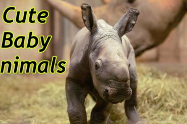 Cute Baby Zoo Animals Of The Month April 2020