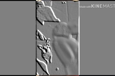 My cute dogs and bunny’s