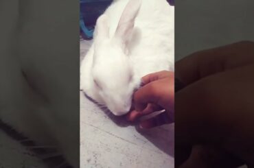 Cute bunny rabbit |loving rabbit |