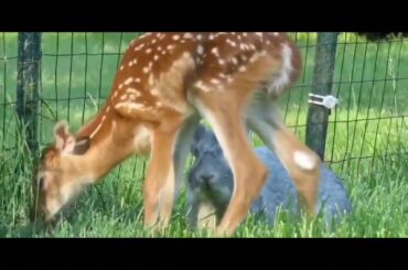 Cute bunny is making new friends 😍