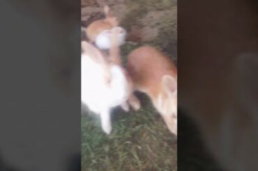 Cute baby rabbits 🐰