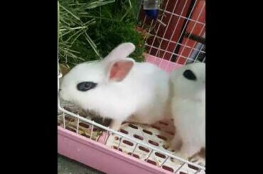 This is my cute rabbit.. so cute..