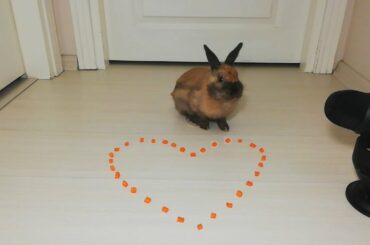 🐇♥️ Rabbit Eating Heart drawing ASMR Cute Bunny